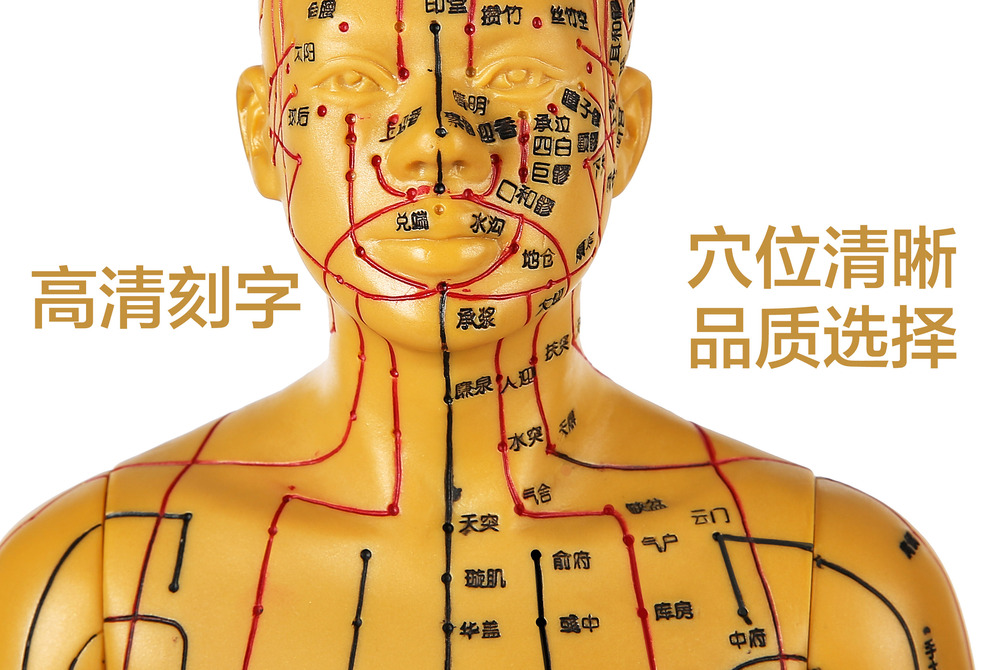 菲漫电子科技有限公司_口腔模型_人体骨骼模型_解剖模型_经络穴位模型